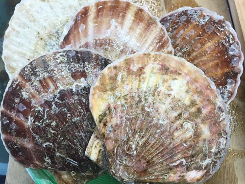 ホタテ　帆立