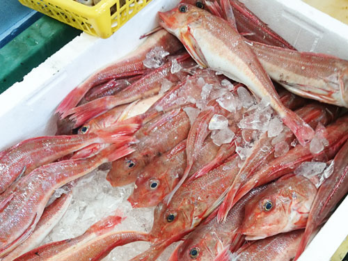 カナガシラ　800yen